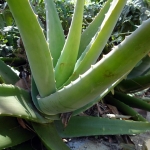 aloe-vera-super żywność